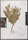 Foto von Salix xanthicola K. I. Chr.